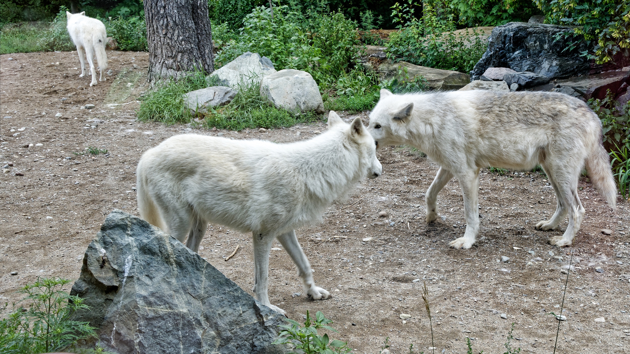 20190807-120500•International Wolf Center•Ely•Minnesota•USA